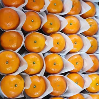 Jeruk Mandarin Wokam Segar Berkualitas Tinggi