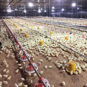 Equipo de Alta Gama para Granjas Avícolas, el Mejor para la Cría de Aves de Corral - Product Image 2