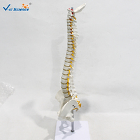 Modèle anatomique pour écoles de médecine : Vertèbre occipitale, bassin, tête fémorale, nerf spinal – PVC écologique certifié CE VicScience
