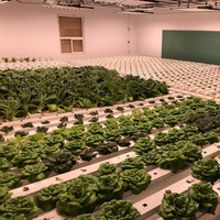 Système hydroponique NFT pour serres agricoles, équipement de culture commercial pour la laitue et toutes les légumes à feuilles.