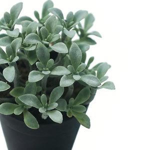 ต้นไม้ประดิษฐ์กำมะหยี่เลียนแบบต้นคาลันโช ต้นแพนด้าเคลือบกำมะหยี่ในกระถางพลาสติก สำหรับตกแต่งบ้าน สวน และภูมิทัศน์ - Product Image 3