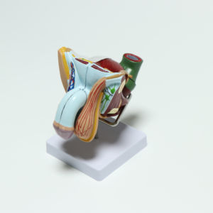 Modelo anatomico para enseñanza médica de hombre, modelo para enseñanza de Medicina, en Italia, interno y externo - Product Image 6