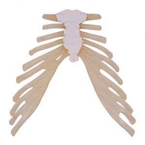Modelo <span class=keywords><strong>de</strong></span> enseñanza médica, <span class=keywords><strong>esqueleto</strong></span> humano <span class=keywords><strong>de</strong></span> tamaño natural, modelo disperso, costillas <span class=keywords><strong>de</strong></span> pecho con modelo <span class=keywords><strong>de</strong></span> <span class=keywords><strong>cartílago</strong></span> <span class=keywords><strong>de</strong></span> costilla - Product Image 6