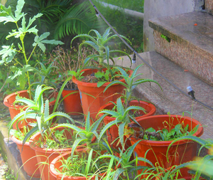 15m 10 Uds boquillas de pulverización de plástico agua nebulización niebla refrigeración atomización rociador cabeza Kit para manguera jardín riego agrícola - Product Image 3