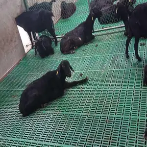 Mangiatoia per capre attrezzatura agricola pavimento a doghe in plastica/mangiatoia per capre/mangiatoia per acqua per allevamento di capre