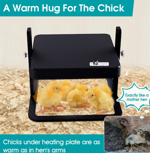 Plaque chauffante de sécurité et de maintien au chaud pour poussins, chauffe-poussins, plaque chauffante pour volailles, équipement d'élevage avicole - Product Image 2