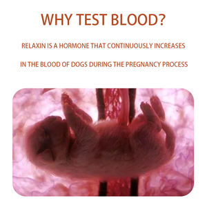 Prueba de embarazo canina original Prueba Rapaid Instrumento veterinario Perro Relaxin <span class=keywords><strong>Tes</strong></span> - Product Image 5