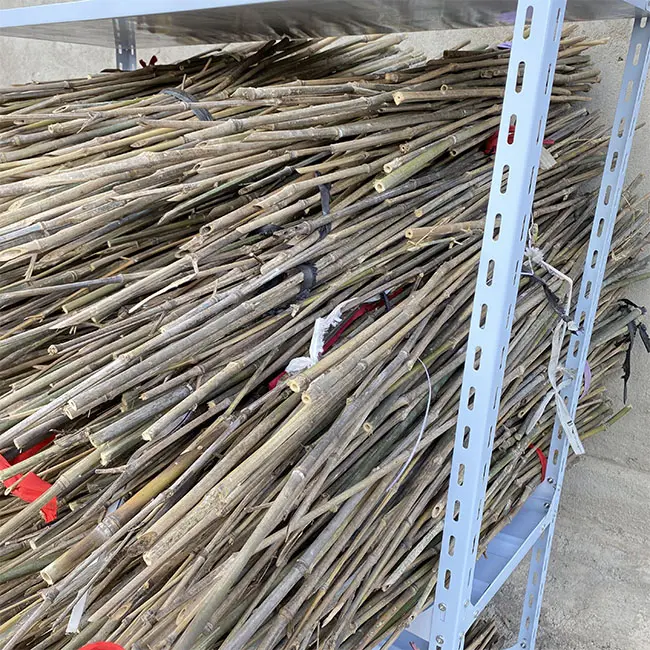 Износостойкие бамбуковые стержни для обработки экологически чистых материалов, бамбуковые стержни для продажи, сухие желтые бамбуковые стержни