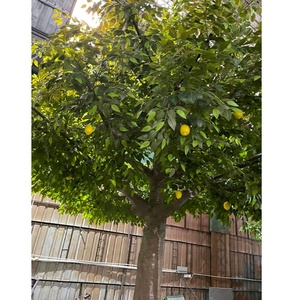 Décoration <span class=keywords><strong>de</strong></span> jardin d'intérieur à la maison Plante artificielle Arbres verts <span class=keywords><strong>en</strong></span> <span class=keywords><strong>pot</strong></span> Arbres fruitiers oranges artificiels - Product Image 2