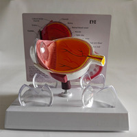 Modèle d'anatomie de l'œil humain en PVC pour l'éducation médicale dans les écoles et les hôpitaux
