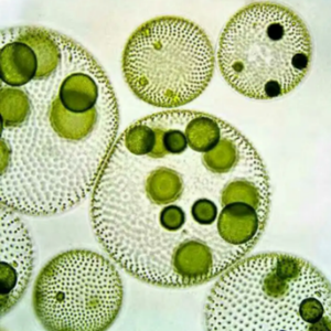 ถังเก็บน้ำฆ่าเชื้อโรคเกรดอาหารที่มีโปรตีนสูงผ่านการรับรองฮาลาลผงสาหร่ายสไปรูไลน่าสีฟ้าธรรมชาติ - Product Image 5