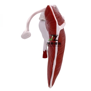 Modèle d'articulation de l'épaule musclée grandeur nature pour usage scolaire - Product Image 5