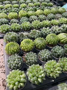 Hawworthia ไม้อวบน้ำขนาดเล็กเป็นมิตรกับสิ่งแวดล้อมที่แตกต่างกันของตกแต่งบ้านที่ทันสมัยมินิมอลของขวัญครบรอบความคิดสร้างสรรค์ - Product Image 2