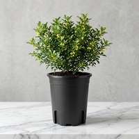 Pots de pépinière durables et légers en PP biodégradable de 15 gallons avec trou de drainage pour une utilisation à la maison, dans le jardin, en extérieur ou sur le sol