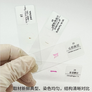 Portaobjetos de microscopio preparados con parásitos teñidos y transparentes, portaeobjetos de microscopio con lombrices adultas de Echinococcus Granulosus para la educación en ciencias médicas - Product Image 3