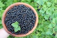 Topkwaliteit Hot Sell Vers Materiaal Iqf Bevroren Fruit Bevroren Zwarte Bes