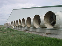 Gallinero Automático de Diseño Moderno para 30000 Aves, Construcción Completa para Pequeñas Granjas y Cría de Pollos a Gran Escala