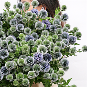 Flores frescas al por mayor cortadas <span class=keywords><strong>Echinops</strong></span> para decoración de flores de boda - Product Image 5