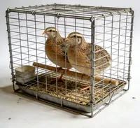 Cage à cailles robuste en fil galvanisé avec plateau amovible, système de collecte d'œufs automatique et niveaux personnalisables pour un nettoyage facile