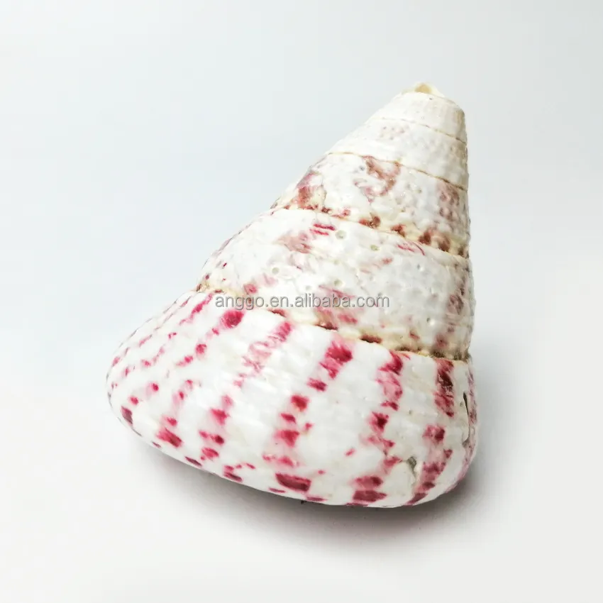 Resident Crab Replacement Shell Red Tower Snail Strawberry Snail Tourist Souvenir Children's Toy Sea Snail Shell