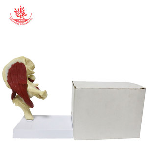 Modelo de articulación humana con músculos, comunicación funcional entre ortopedista y paciente, muestra de articulación médica con versión muscular - Product Image 3