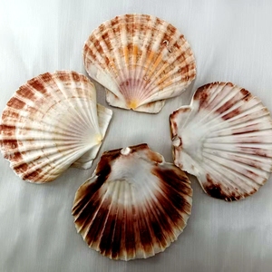 Pétoncles naturels colorés plats pour décoration de mariage de <span class=keywords><strong>plage</strong></span> ou service de fruits de mer - Product Image 4