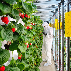 Système CVC automatisé régulé haute densité pour usine verticale intelligente de culture de fraises en conteneur - Product Image 6