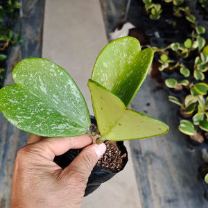 Hoya <span class=keywords><strong>Kerri</strong></span> Splash en pot de 9 cm avec des feuilles en forme de cœur argentées (2-3 feuilles) |   Succulente rare et variée pour la décoration intérieure - Product Image 3