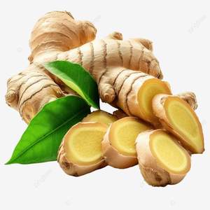 Racine mature de gingembre séchée du Vietnam de qualité supérieure pour le thé aux épices et l'exportation traditionnelle - Product Image 2