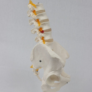 Vérètes lombaires sur mesure en 5 sections avec attaches du nerf pelvien, colonne lombaire humaine simulée, pour l'enseignement et la démonstration - Product Image 2
