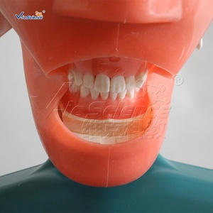 Maniquí de Cabeza para Prácticas de Enseñanza en Odontología, Equipo de Entrenamiento Dental, Simulador de Cabeza Fantasma con Simulación de Hombros y Cuerpo - Product Image 3
