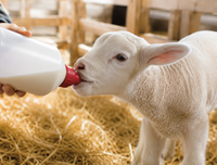 Tétines d'alimentation en caoutchouc naturel de qualité alimentaire pour moutons et chèvres, tétines d'allaitement pour agneaux en vrac, 1000 pièces par sac