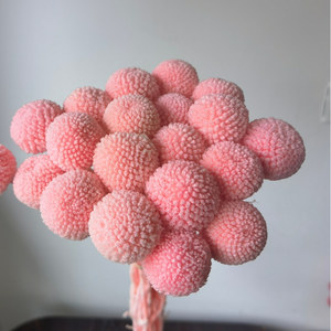 Bouquet de Billy Buttons Conservés avec 20 Tiges pour Décoration de Mariage, Maison, Bureau, Fête - Product Image 3