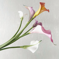 Buket Premium Buatan Tangan Bunga Calla Lily Sutra Multi-Warna Aksesoris Dekoratif Ruang Tamu Bunga Anggur
