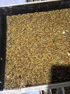 Gusanos de la Harina Secos Saludables, Larvas de Tenebrio Secas para Pollos, Alimento para Peces Silvestres - Product Image 4