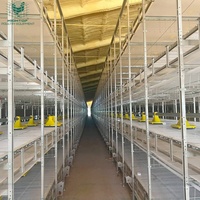 Cage pour poulets de chair à cadre en H avec système de récolte automatique à chaîne