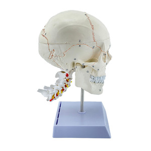 Modelos anatómicos cerebrales del modelo de cráneo humano - Product Image 5