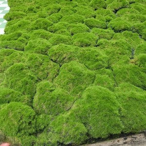 Tapis de mousse en plastique pour gazon artificiel vert, plantes réalistes vernies aux UV, mur de jardin, sol de paysage - Product Image 4