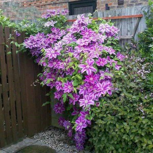 Variété de vigne de clématite originale, facile à cultiver, pour la décoration des jardins fleuris et l'aménagement extérieur - Product Image 6