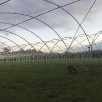 Serre agricole Polytunnel végétal à vent élevé pour myrtille