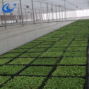 Chenchao plastic micro greens Greenhouse Rolling Top Bench dutch plastic tray factory microgreens farm
