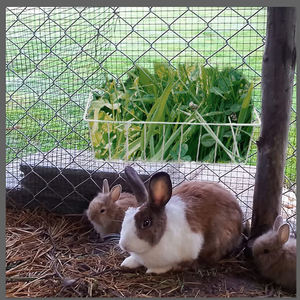 Porte-foin JH-Mech avec deux crochets supplémentaires pour réduire les déchets en économisant beaucoup d'herbe Mangeoire à foin pour lapin en métal - Product Image 5