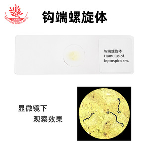 Leptospira, bactéries Leptospira, faculté de médecine, microbiologie, examen de pathogénicité, étude, recherche, lamelle microscopique - Product Image 3