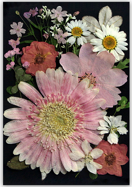 MH388 rose 20 pièces/sachet