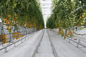 Hoch effizientes Hydroponik-Gewächshaus mit Polycarbonat blech und Stahlrahmen-Sonder größen für die gewerbliche Landwirtschaft - Product Image 2