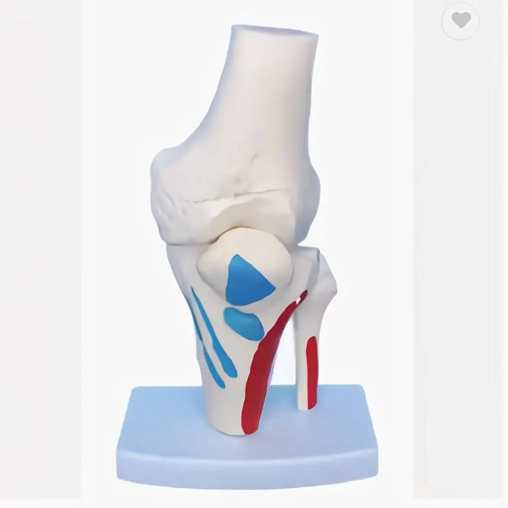 Modelo de coloración de músculo esquelético de articulación de rodilla humana Modelo esquelético de articulación Modelo médico