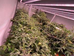 Banc roulant manuel One-One pour table de serre hydroponique pour la culture de plantes médicales nouvelle condition conception verticale pour les fermes - Product Image 5