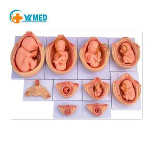 แบบจำลองกระบวน<span class=keywords><strong>การ</strong></span>พัฒนาของ<span class=keywords><strong>ทารก</strong></span><span class=keywords><strong>ใน</strong></span><span class=keywords><strong>ครรภ์</strong></span>ขนาดเท่าจริง แบบจำลองทางกายวิภาคทาง<span class=keywords><strong>การ</strong></span>แพทย์ สำหรับ<span class=keywords><strong>การ</strong></span>สอนการพัฒนาของตัวอ่อนในช่วงตั้งครรภ์ พร้อมอุปกรณ์ 10 ชิ้น - Product Image 1
