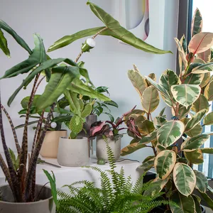 CITICITY เซ็นเซอร์วัดความชื้นในดินแบบสองหัวสำหรับพืชในบ้าน สวน สนามหญ้า ฟาร์ม เครื่องวัดความชื้นในดิน เครื่องตรวจสอบน้ำพืช ใช้งานง่าย - Product Image 2