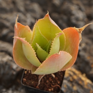 [Aloe Imalotensis] Succulente de Madagascar, Rosette compacte de type cactus, Spécimen de plantes rares résistantes à la sécheresse - Product Image 1